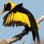 image of regent_bowerbird #25