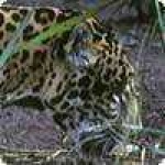image of jaguar_car