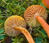 image of mushrooms