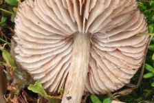 image of mushrooms