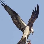 image of bird