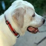 image of animal