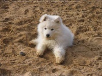 image of samoyed