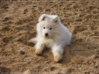 image of samoyed #6