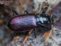 image of ground_beetle #32