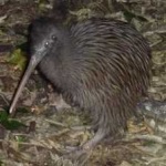 image of bird_kiwi #66