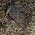 image of bird