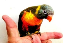 image of lory
