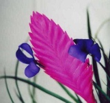 image of flower
