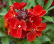 image of flower