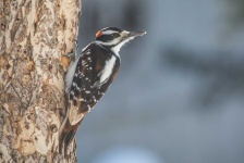 image of woodpecker #8