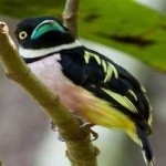 image of bird