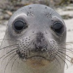 image of animal
