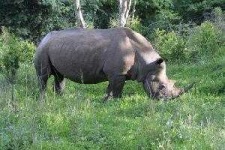 image of rhino