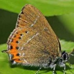 image of animal