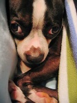 image of boston_bull