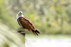 image of kite