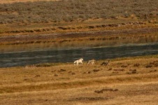 image of white_wolf