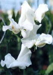 image of flower
