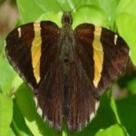 image of banded_butterfly #114