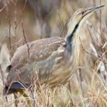 image of bird