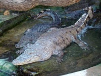 image of african_crocodile