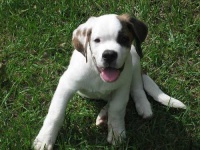 image of animal