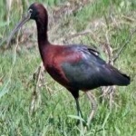 image of bird