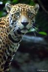 image of jaguar_car