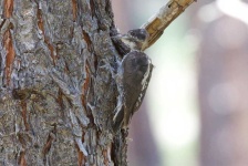 image of animal