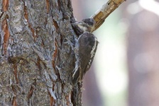 image of woodpecker #2