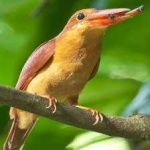 image of bird