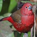 image of bird
