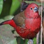 image of african_firefinch #23