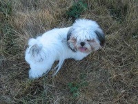 image of shih_tzu