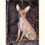 image of toy_terrier