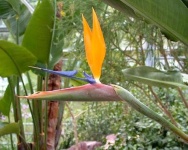 image of bird_of_paradise_flower #17