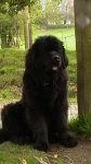 image of animal