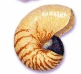 image of nautilus