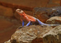 image of agama