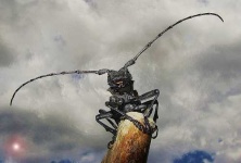 image of long_horned_beetle