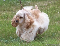 image of cocker_spaniel #1