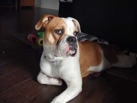 image of american_bulldog #10