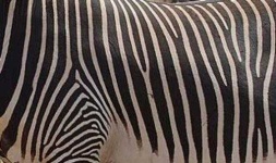 image of texture
