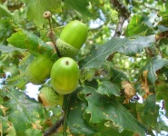 image of acorn