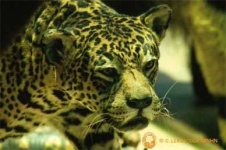image of jaguar_car