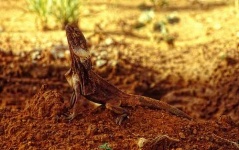 image of frilled_lizard