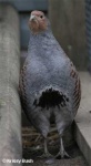 image of partridge