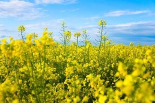 image of rapeseed