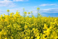 image of rapeseed #7